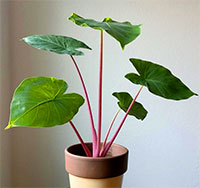 Alocasia Imperial Red

Click to see full-size image