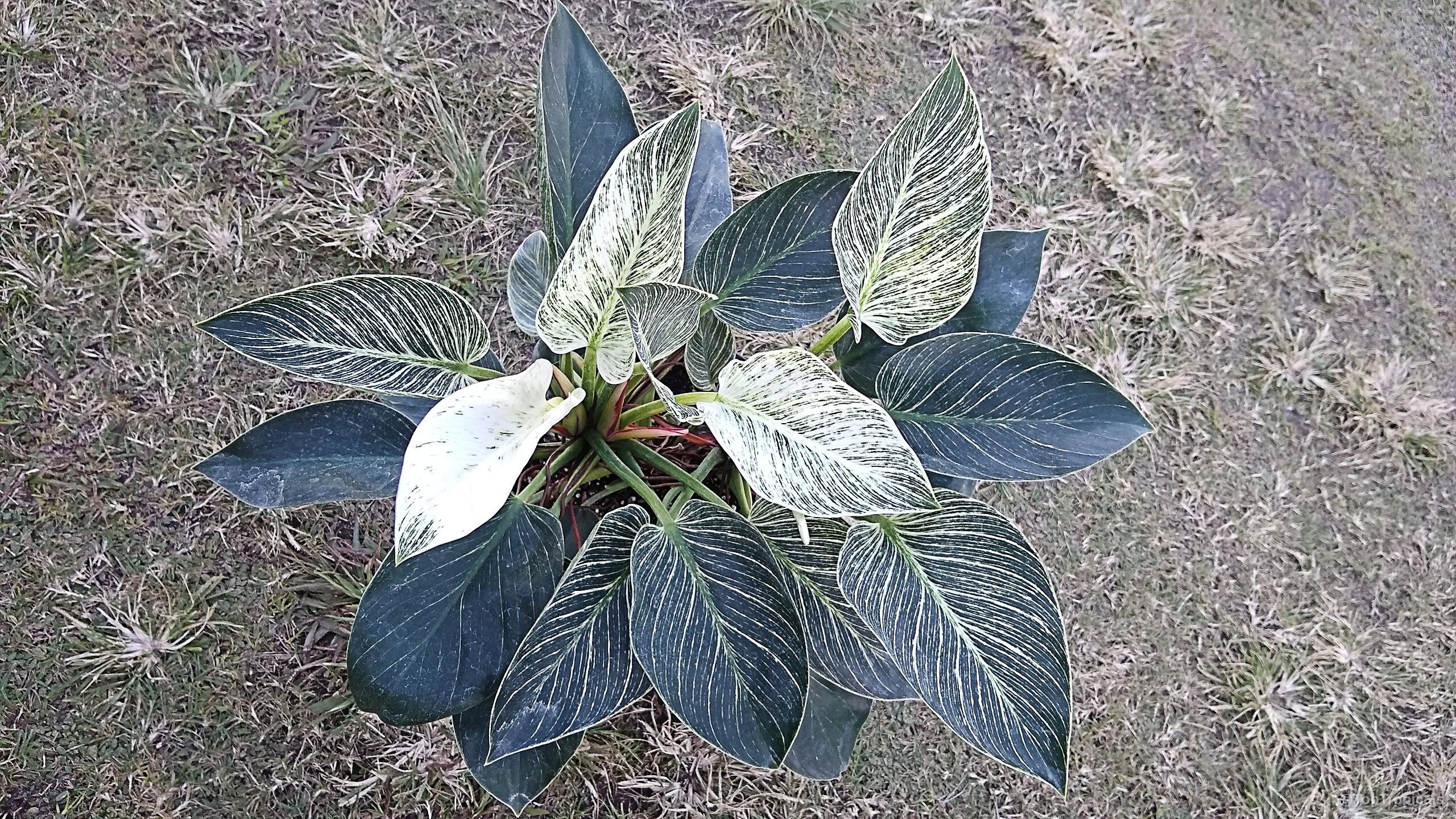 Philodendron sp. (Striped Delight) 'Birkin' with pointed leaves and white pinstripes on dark foliage. Philodendron sp. (Striped Delight) 'Birkin' dark green and white leaves plant top down view
