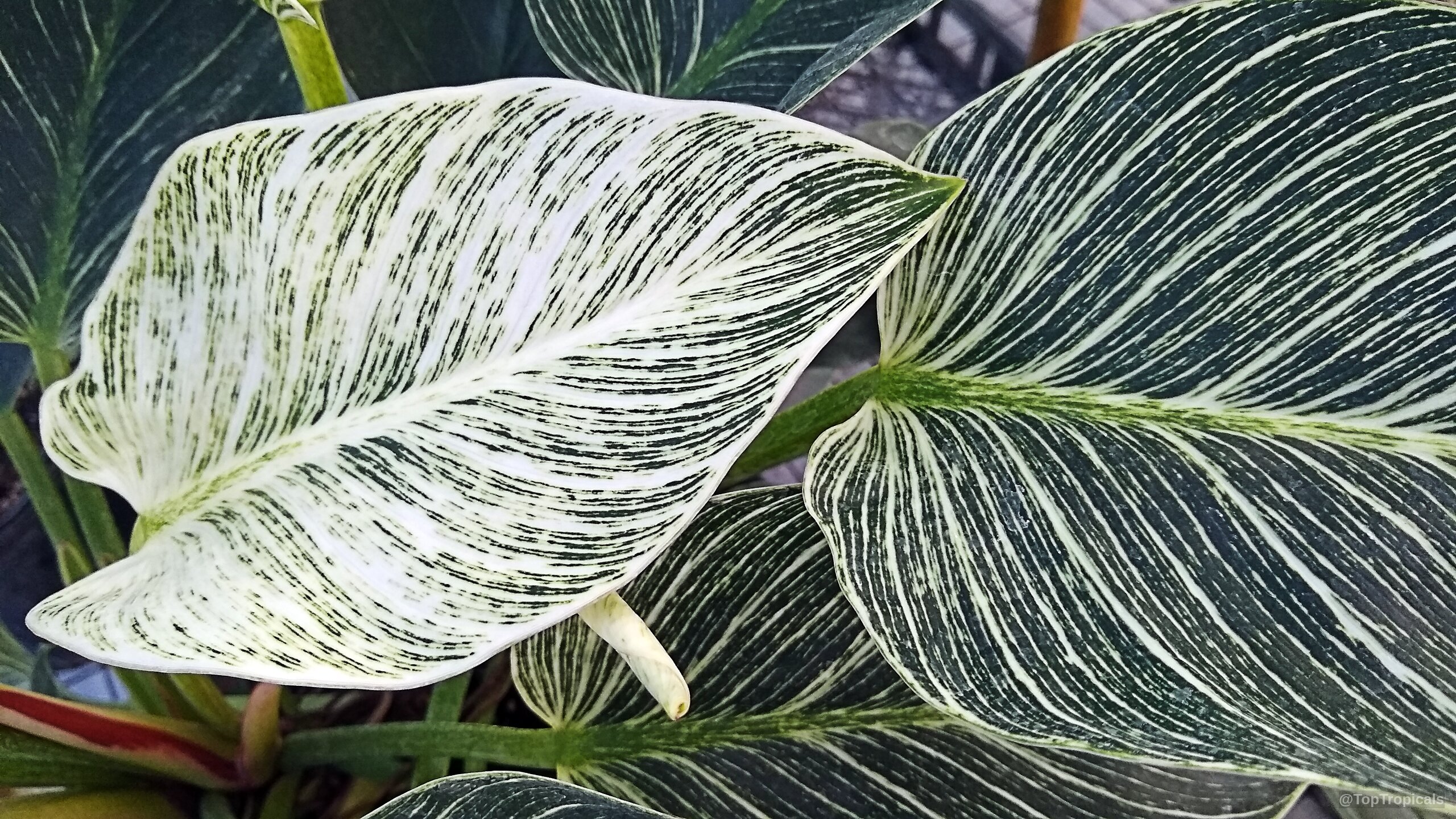 Philodendron sp. (Striped Delight) 'Birkin' leaves with green and white stripes close up. Philodendron sp. (Striped Delight) 'Birkin' green white leaves close up
