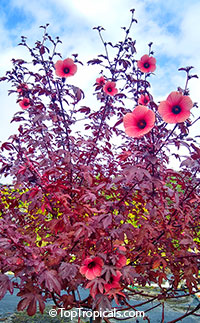 Hibiscus acetosella - African Cranberry Hibiscus, red leaves