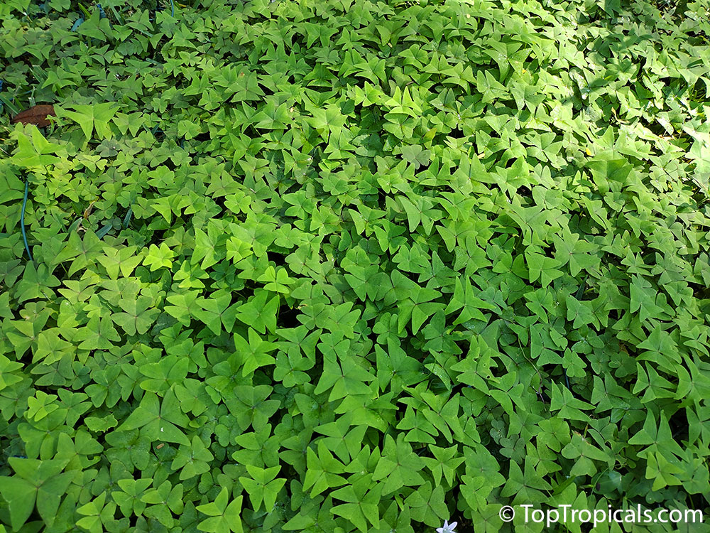 Trifolium repens, White Clover, Dutch Clover, Ladino