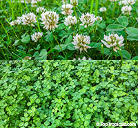 Trifolium repens - White Clover

Click to see full-size image