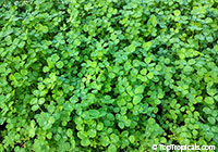 Trifolium repens, White Clover, Dutch Clover, Ladino

Click to see full-size image