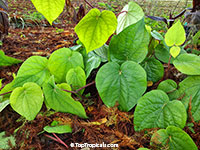 Piper betle, Betel leaf

Click to see full-size image