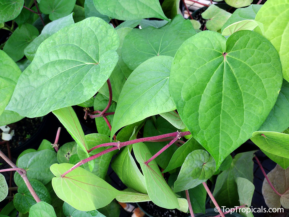 Betel Leaf (Big Size) - 1 Bera