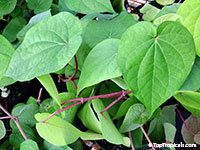 Piper betle, Betel leaf

Click to see full-size image