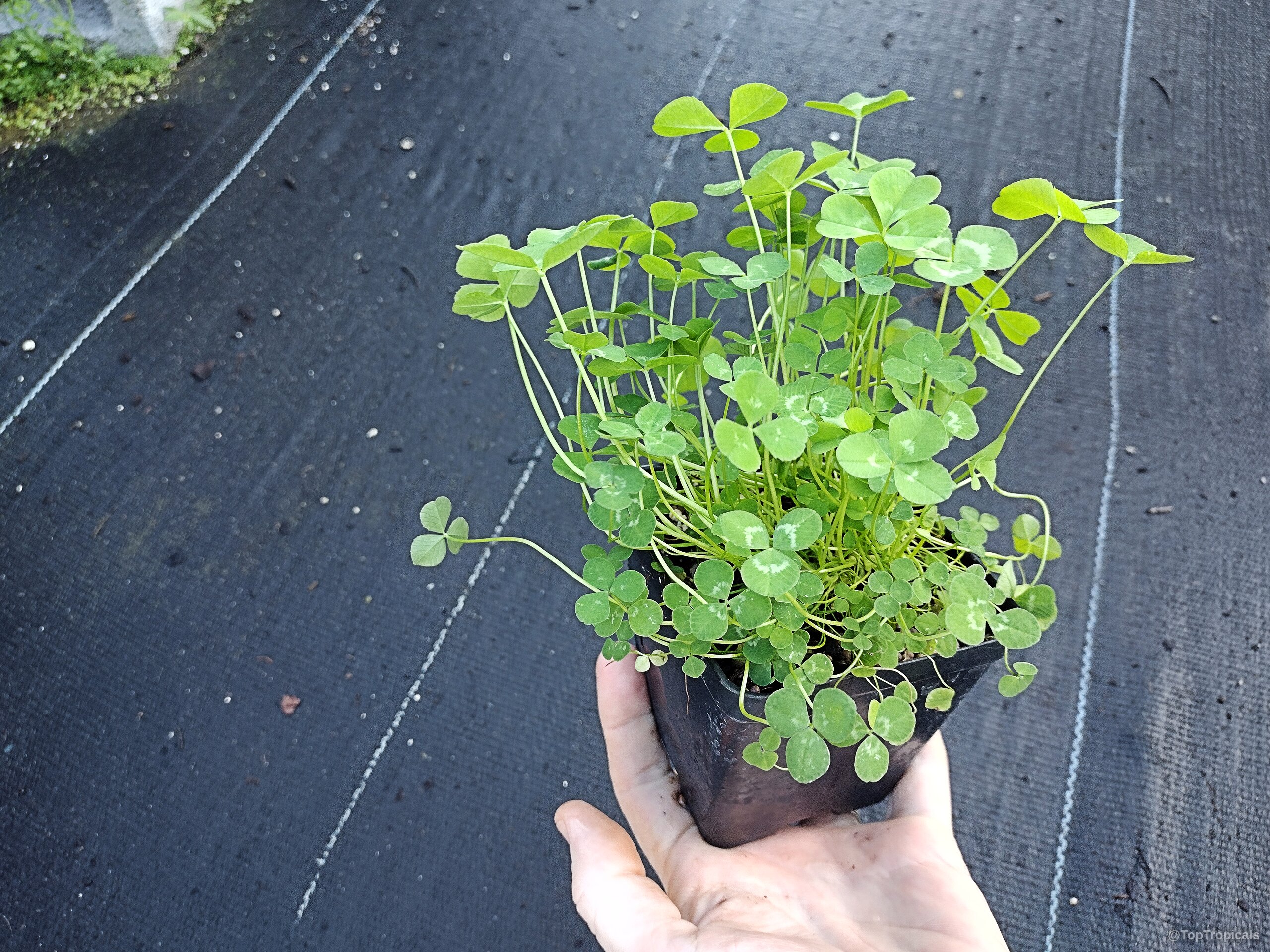 Trifolium repens (White Clover) green plant growing within a small black square nursery plastic pot. Trifolium repens (White Clover) green plant with three leaflets held in a black plastic pot.