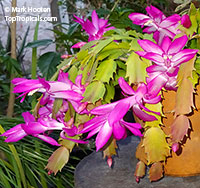 Schlumbergera sp., Orchid Cactus, Thanksgiving Cactus, Christmas Cactus, Crab Cactus. var. "New Deal"