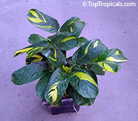 Ctenanthe lubbersiana, Bamburanta, Never-Never Plant

Click to see full-size image