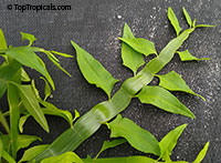 Muehlenbeckia platyclada, Homalocladium platycladum, Centipede Plant, Tapeworm Plant, Ribbonbush

Click to see full-size image