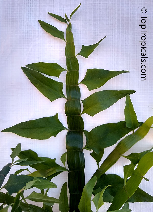 Muehlenbeckia platyclada, Homalocladium platycladum, Centipede Plant, Tapeworm Plant, Ribbonbush