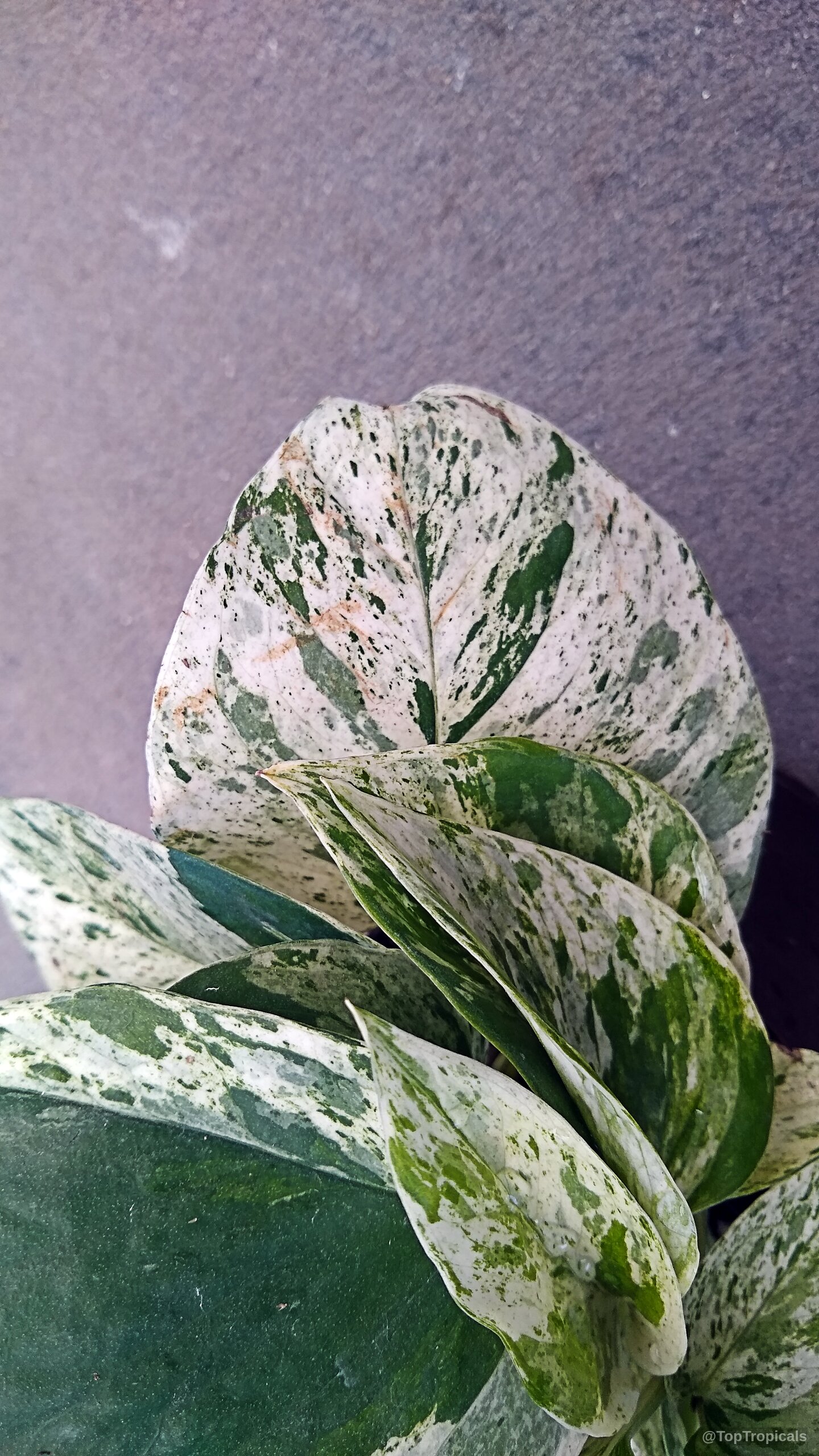Epipremnum aureum (Pothos) showing heart-shaped leaves with unique white and green variegation. Epipremnum aureum (Pothos) white and green variegated leaves, close up view.