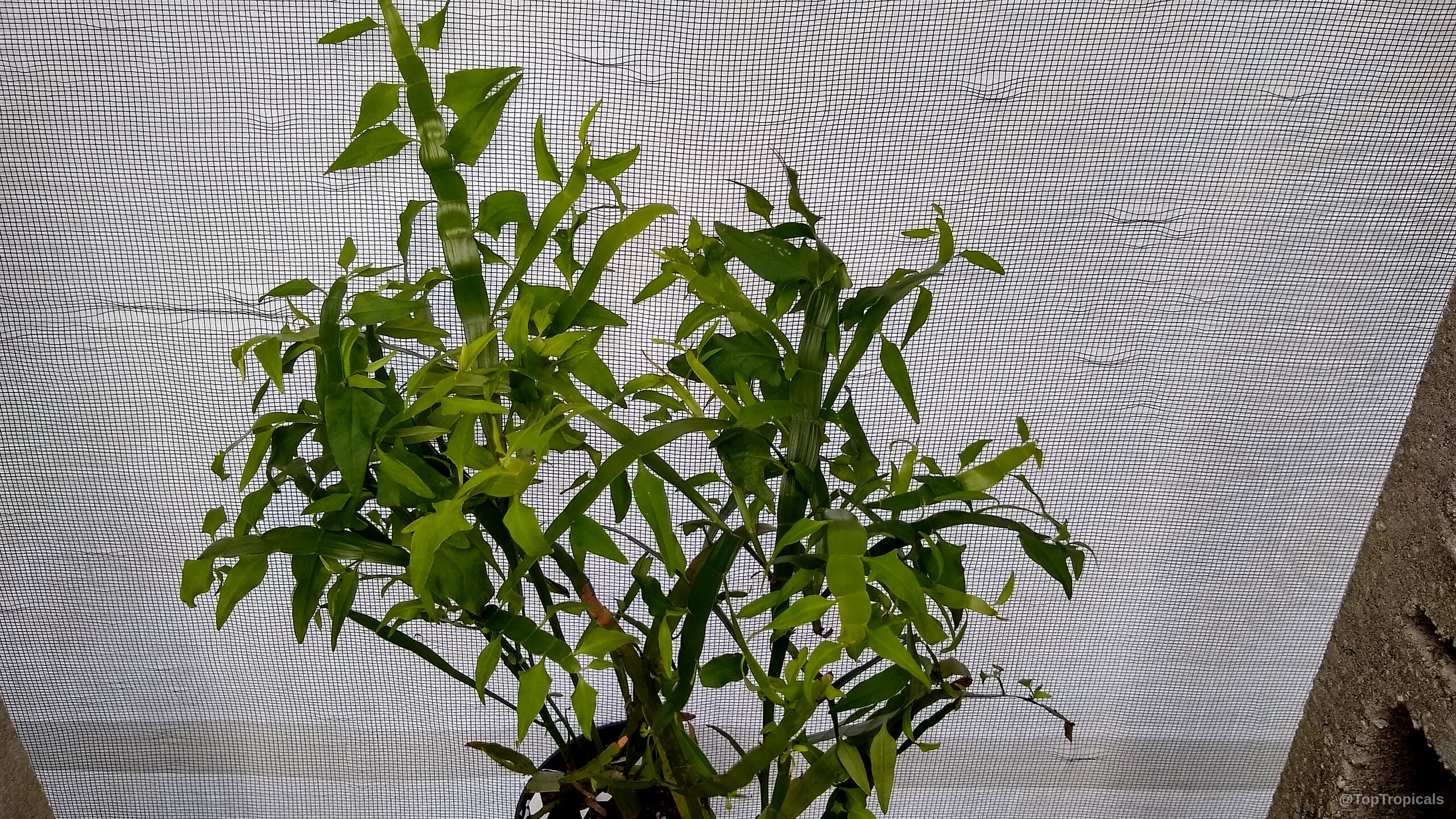 Muehlenbeckia platyclada (Centipede Plant) with unique flat green stems and slender leaves in container Muehlenbeckia platyclada (Centipede Plant) green succulent plant with flat stems and small thin leaves