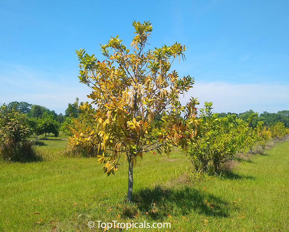 Macadamia tree