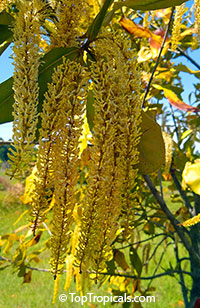 Macadamia integrifolia, Macadamia nut

Click to see full-size image