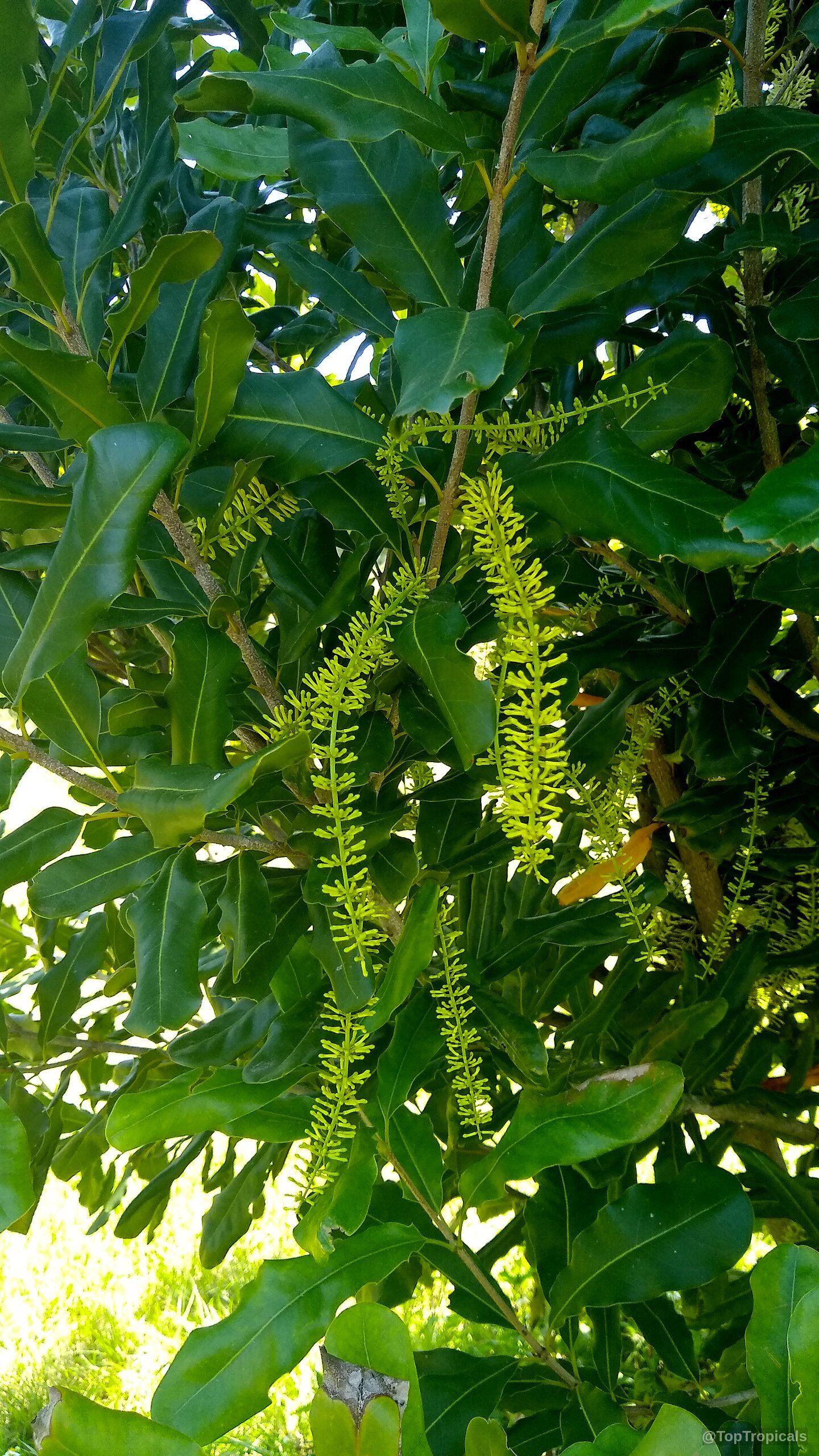 Macadamia sp. (Macadamia nut) long yellow flower spikes suspended among thick, dark green leaves. Macadamia sp. (Macadamia nut) green plant with yellow flowers hanging from woody stems.