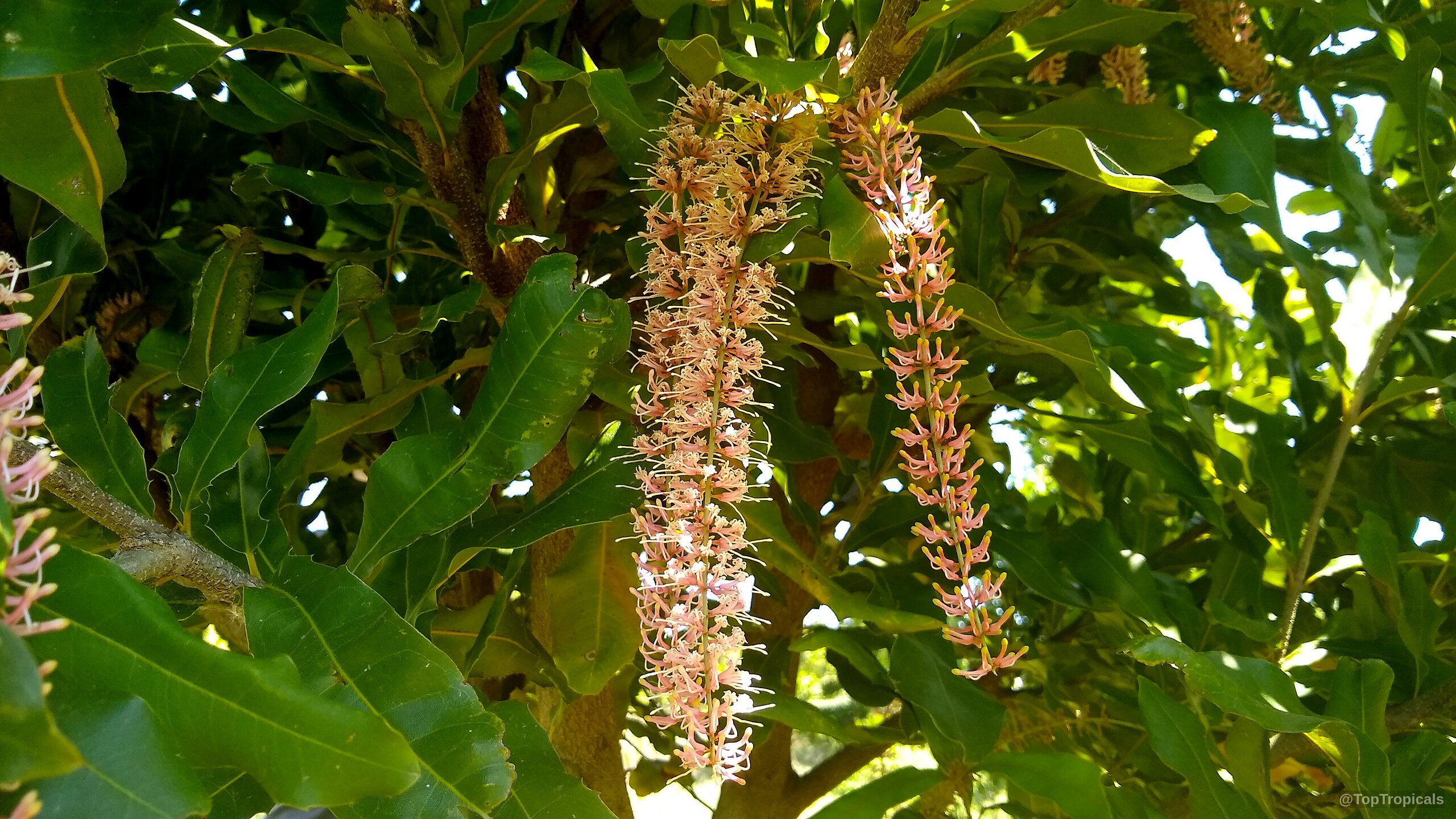 Macadamia sp. (Macadamia nut) spikes of pink flower dangling between dense foliage on tree branches Macadamia sp. (Macadamia nut) pink flower spikes hanging among thick green leaves close up