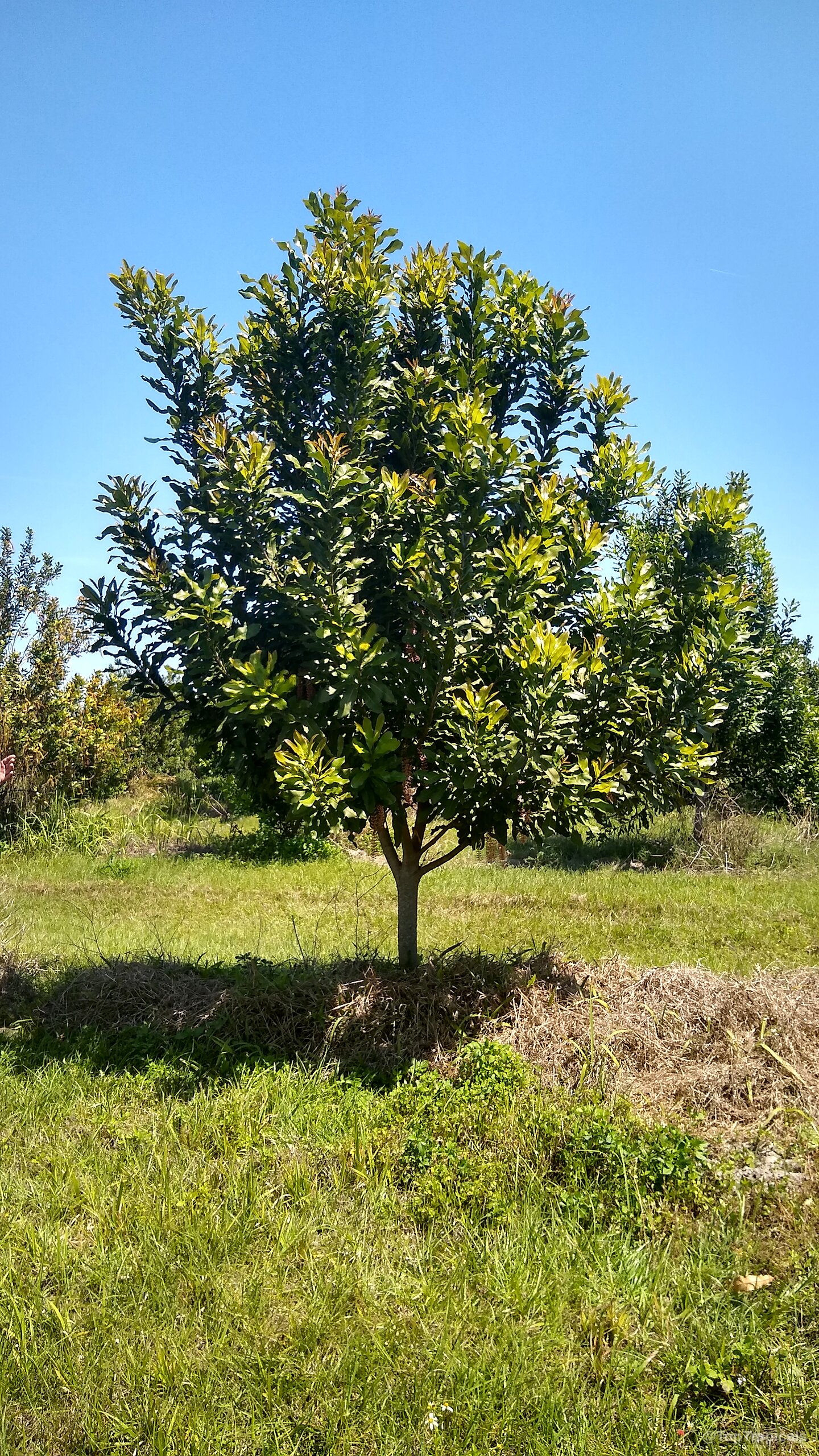 Macadamia sp. (Macadamia nut) tree growing with dense foliage under a clear blue sunny sky. Macadamia sp. (Macadamia nut) tree with dense green leaves against a clear blue sky