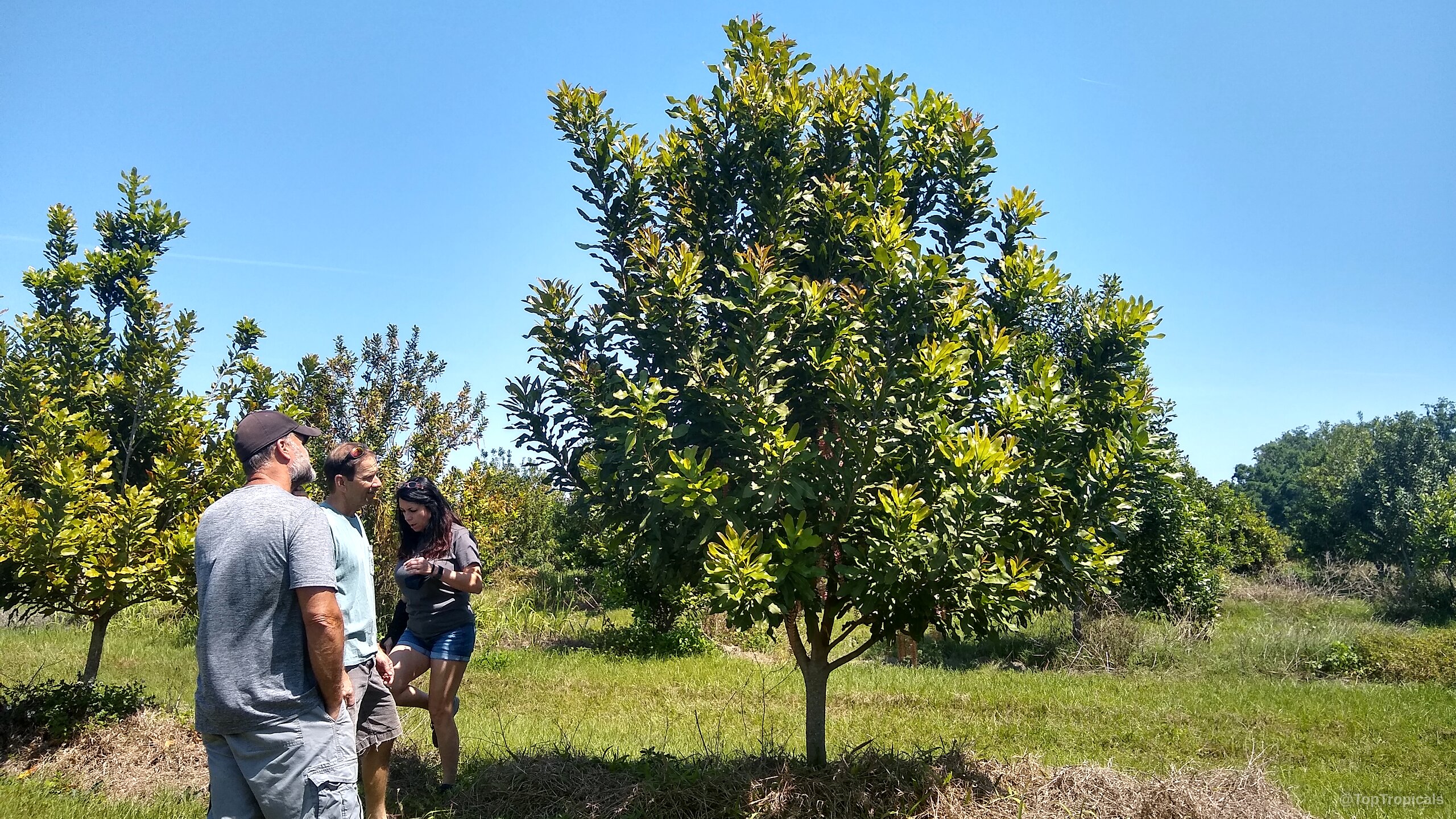 Macadamia sp. (Macadamia nut) tree standing tall with dense green leaves and a woody trunk Macadamia sp. (Macadamia nut) tree with dense green leaves standing in a grassy field