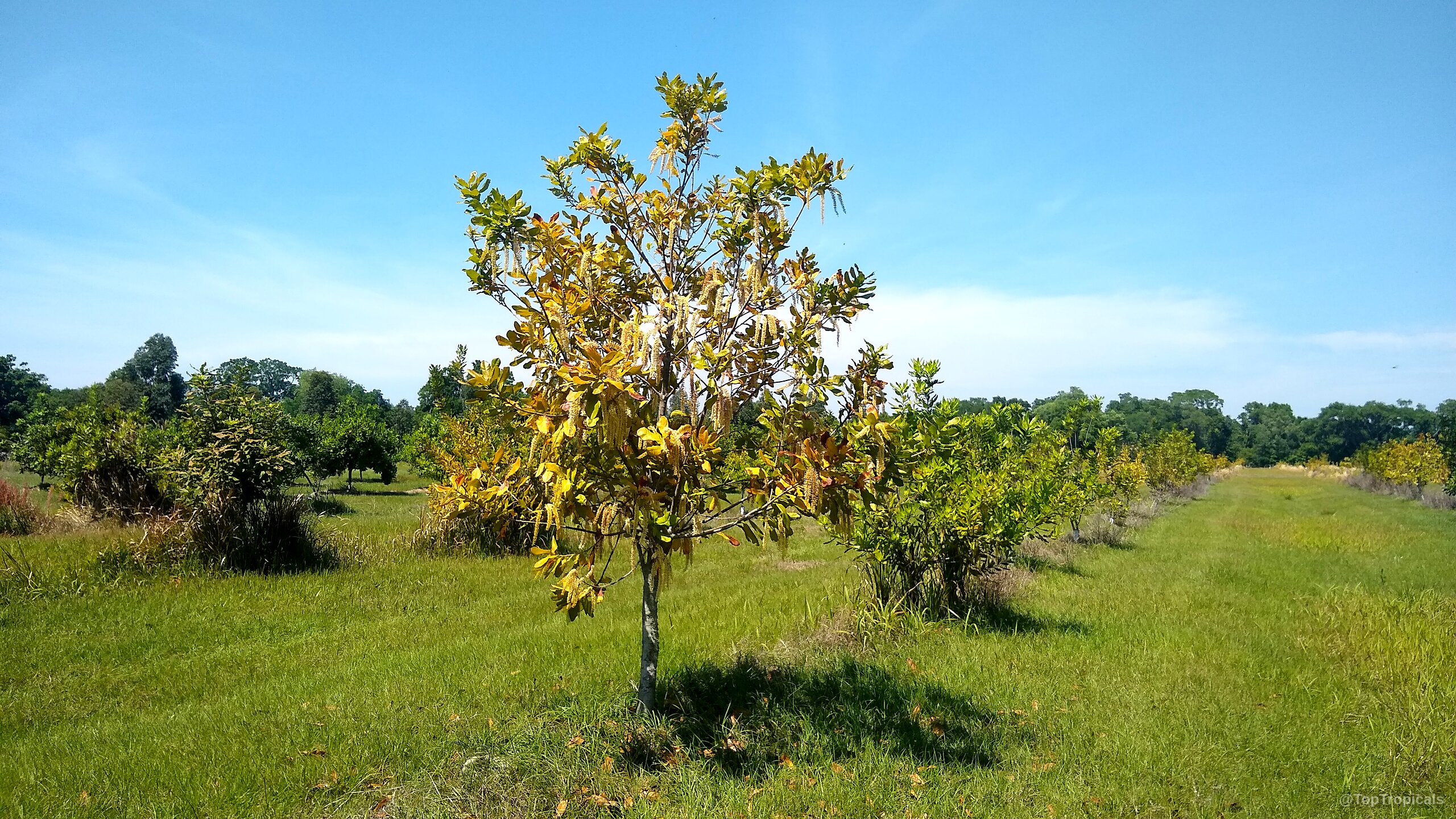 Macadamia sp. (Macadamia nut) small tree with yellow hanging flower clusters under a blue sky. Macadamia sp. (Macadamia nut) yellow flower clusters on a young slender tree in field.