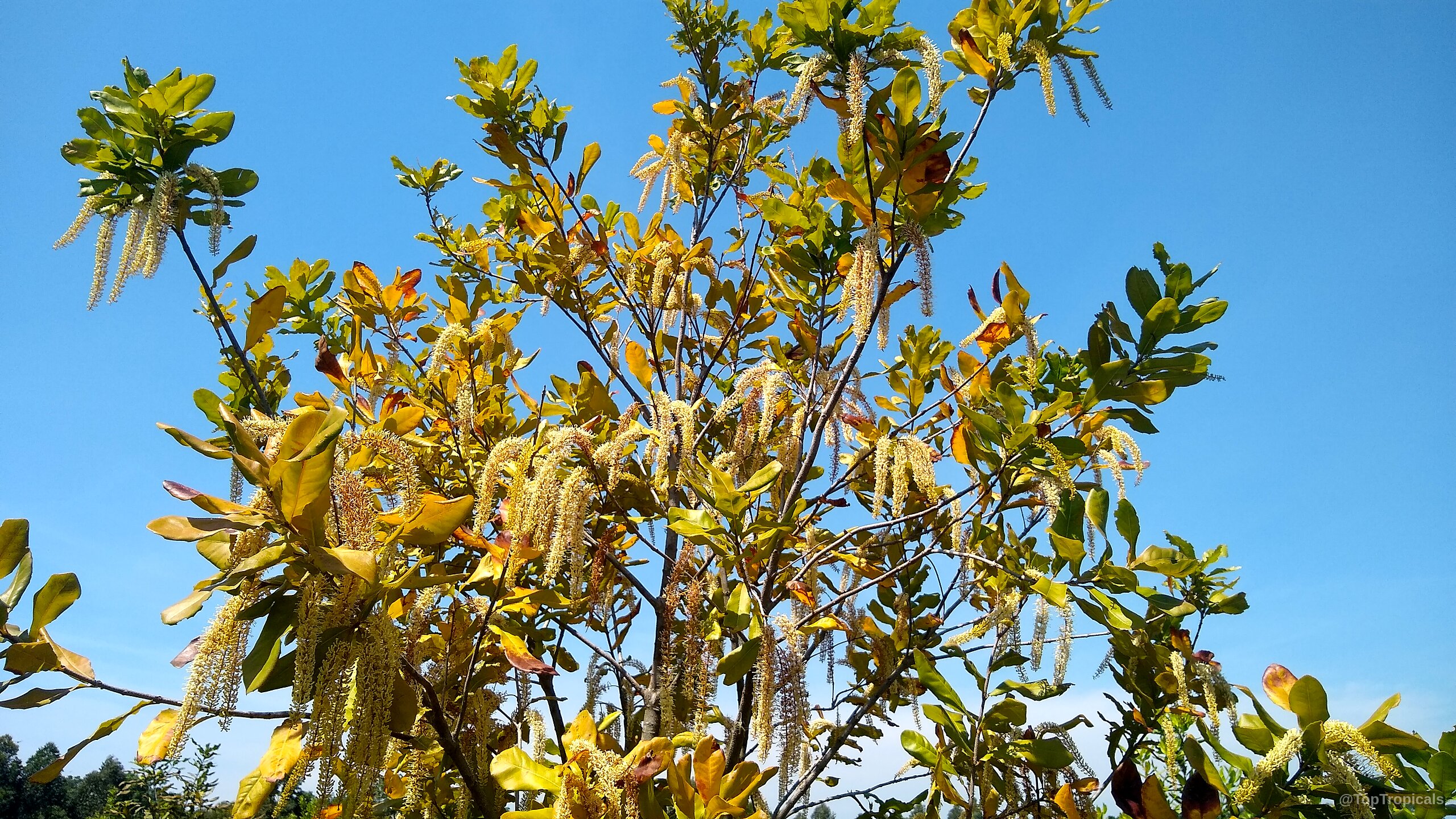 Macadamia sp. (Macadamia nut) showing many yellow flower racemes on woody branches under blue sky. Macadamia sp. (Macadamia nut) yellow flower racemes hanging from branches against clear blue sky.