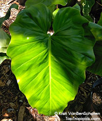 Philodendron speciosum, King of Philodendrons

Click to see full-size image