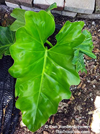 Philodendron speciosum, King of Philodendrons

Click to see full-size image