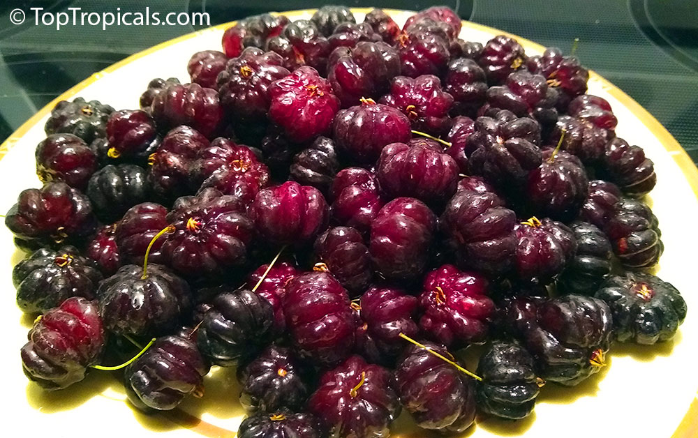 Eugenia uniflora - Black Surinam Cherry Lolita fruit