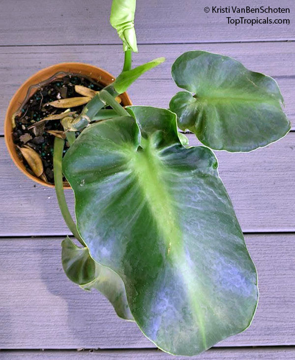 Philodendron rugosum, Pig Skin