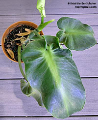 Philodendron rugosum aberrant form, Pig Skin

Click to see full-size image