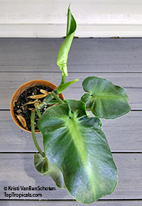Philodendron rugosum aberrant form, Pig Skin

Click to see full-size image