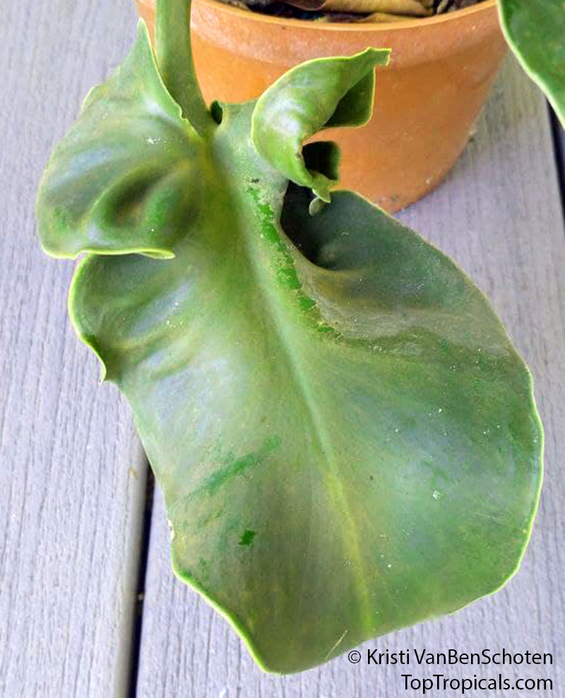 Philodendron rugosum, Pig Skin