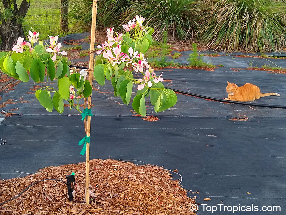 Grow Exotic Bauhinias for a Backyard Paradise