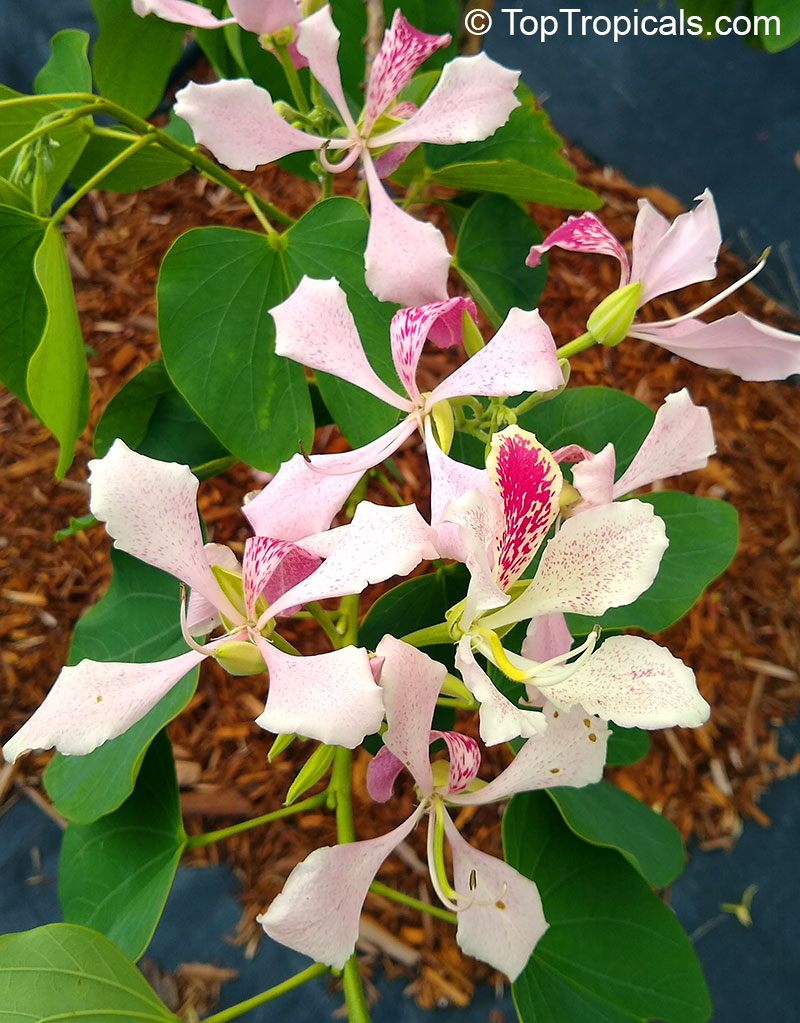 Bauhinia monandra, Orchid tree, Napoleon's plume