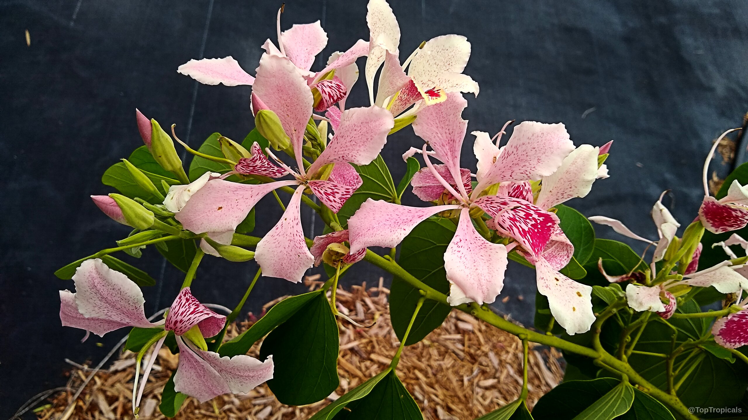 Bauhinia monandra (Orchid tree) pink flower with deep red speckles against rounded green leaves on branches. Bauhinia monandra (Orchid tree) pink flower close up with red speckles on delicate soft petals