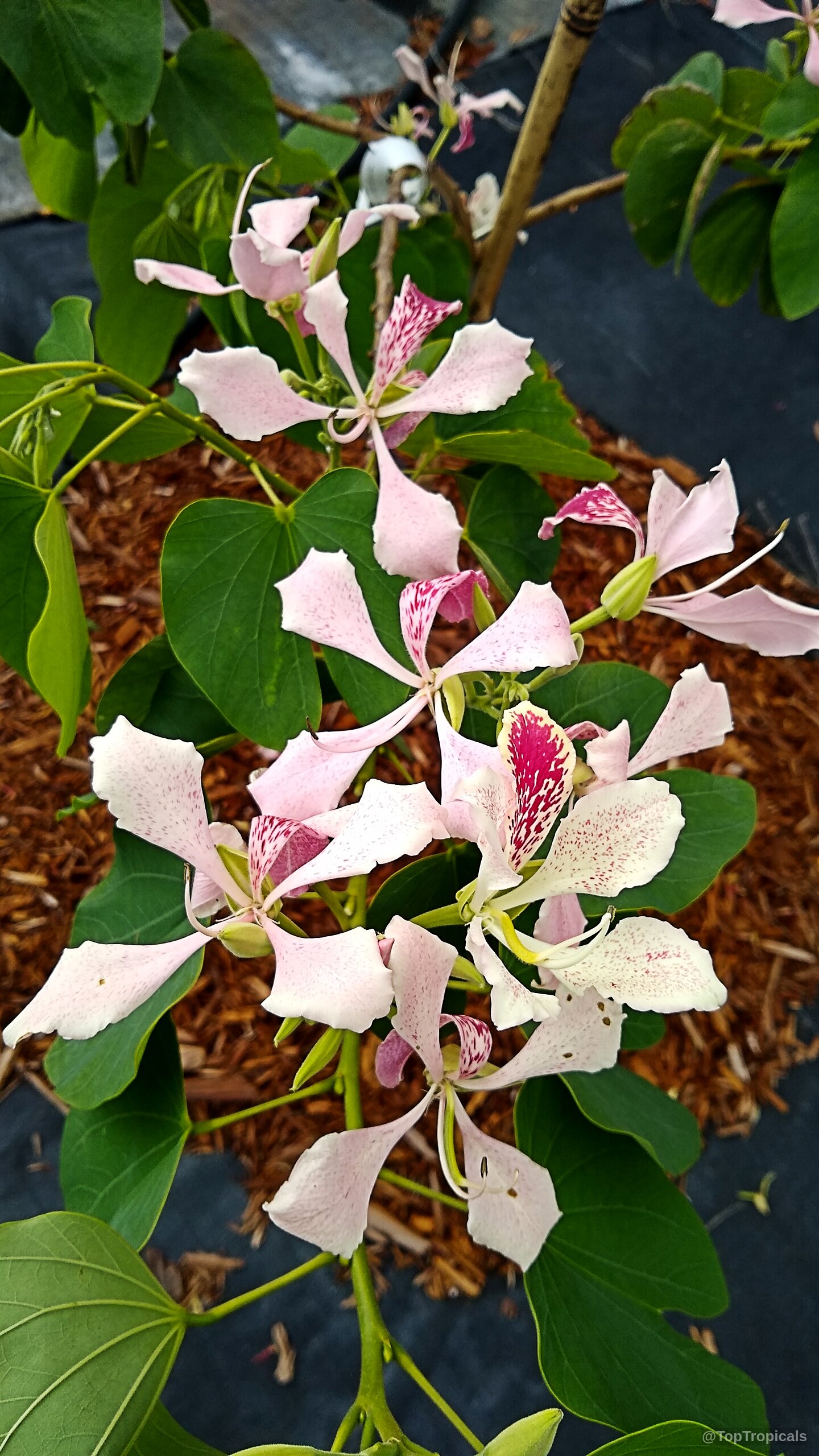 Bauhinia monandra (Orchid tree) with pale pink flower petals marked by distinct red spots Bauhinia monandra (Orchid tree) pink flower close up with red speckles on petals
