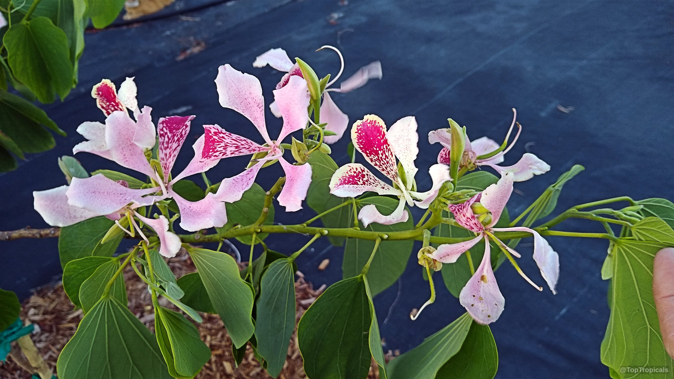 Bauhinia monandra (Orchid tree) pink petals with dark magenta speckles on a green branch Bauhinia monandra (Orchid tree) pink flower petals with magenta speckles in a close up
