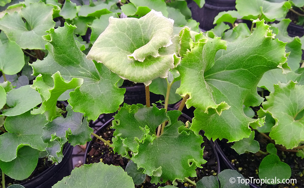 Farfugium japonicum Crispatum Shishi Botan - Crested Leopard Plant