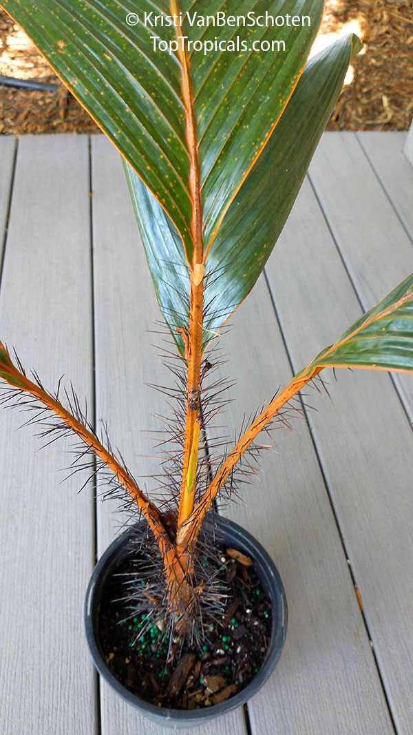 Phoenicophorium borsigianum, Borsig's Palm, Fey Palm 