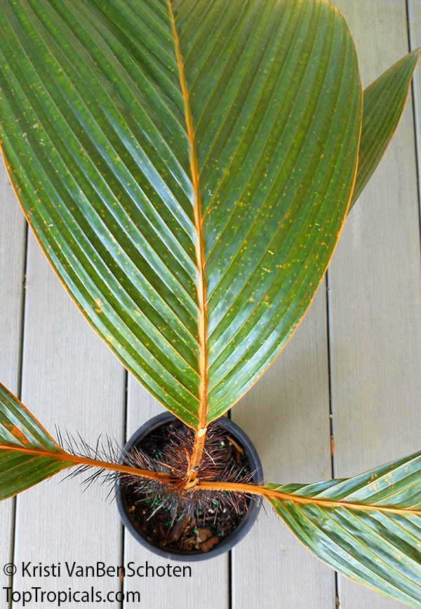 Phoenicophorium borsigianum, Borsig's Palm, Fey Palm 