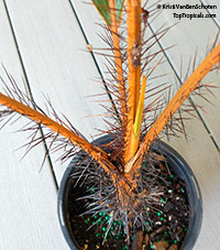 Phoenicophorium borsigianum, Borsig's Palm, Fey Palm 

Click to see full-size image