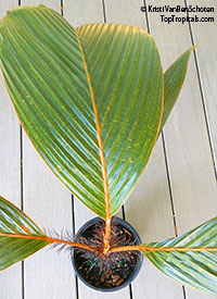 Phoenicophorium borsigianum, Borsig's Palm, Fey Palm 

Click to see full-size image