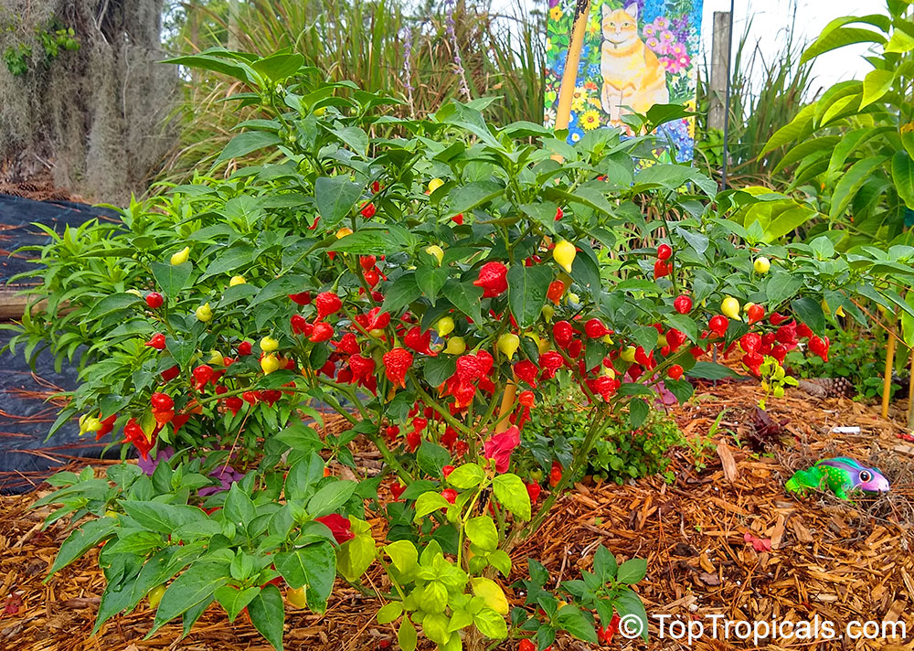 Capsicum annuum x chinense - Biquinho Pepper