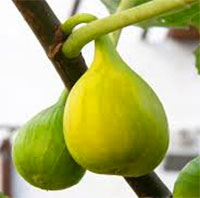 Fig tree Yellow Longneck Honey (Ficus carica)