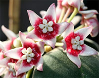 Hoya calycina - Papua Sweet Scent