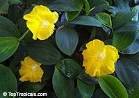 Monocostus uniflorus, Costus uniflorus, Lemon ginger, Single Flower Ginger, Yellow Spiral Ginger

Click to see full-size image