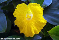 Monocostus uniflorus, Costus uniflorus, Lemon ginger, Single Flower Ginger, Yellow Spiral Ginger

Click to see full-size image