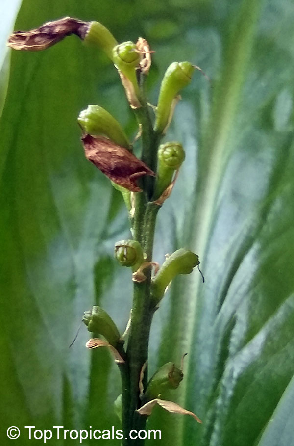 Kabuyea hostifolia, Cyanastrum hostifolium, African Lily of the Valley. After flower