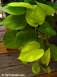 Epipremnum (Philodendron) Golden Heart, Lemon Lime (Neon Pothos)

Click to see full-size image