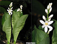 Kabuyea hostifolia, Cyanastrum hostifolium, African Lily of the Valley

Click to see full-size image